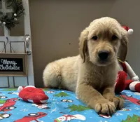 Orange Boy, a male Golden Retriever for sale in Fort Wayne, IN – Photo 3 of 10