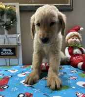 Orange Boy, a male Golden Retriever for sale in Fort Wayne, IN – Photo 6 of 10