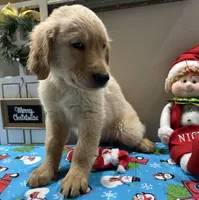 Orange Boy, a male Golden Retriever for sale in Fort Wayne, IN – Photo 5 of 10