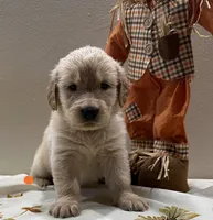 Orange Boy, a male Golden Retriever for sale in Fort Wayne, IN – Photo 7 of 10