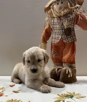 Orange Boy, a male Golden Retriever for sale in Fort Wayne, IN – Photo 8 of 10