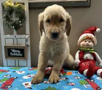 Orange Boy, a male Golden Retriever for sale in Fort Wayne, IN – Photo 1 of 10