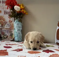 AKC Green Boy , a male Golden Retriever for sale in Fort Wayne, IN – 5 of 10