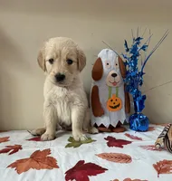 AKC Green Boy , a male Golden Retriever for sale in Fort Wayne, IN – 7 of 10