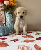 AKC Blue Boy, a male Golden Retriever for sale in Fort Wayne, IN – 9 of 10