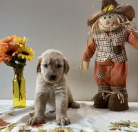 Gray Boy - Sold, a male Golden Retriever for sale in Fort Wayne, IN – Photo 5 of 10