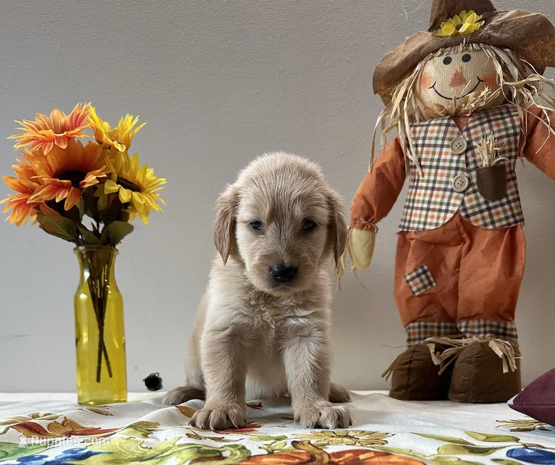Gray Boy - Sold, a male Golden Retriever for sale in Fort Wayne, IN – Photo 1 of 10