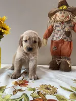 Gray Boy - Sold, a male Golden Retriever for sale in Fort Wayne, IN – Photo 6 of 10