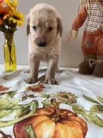 Gray Boy - Sold, a male Golden Retriever for sale in Fort Wayne, IN – Photo 7 of 10