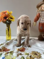 Gray Boy - Sold, a male Golden Retriever for sale in Fort Wayne, IN – Photo 3 of 10
