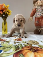 Gray Boy - Sold, a male Golden Retriever for sale in Fort Wayne, IN – Photo 9 of 10