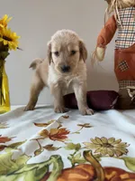 Gray Boy - Sold, a male Golden Retriever for sale in Fort Wayne, IN – Photo 4 of 10