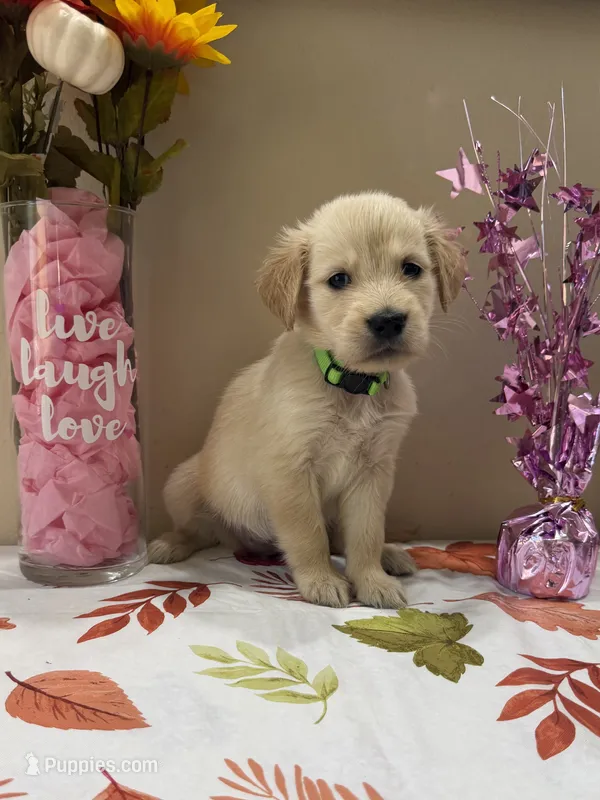 AKC Lime Girl – Golden Retriever puppy for sale in Fort Wayne, IN
