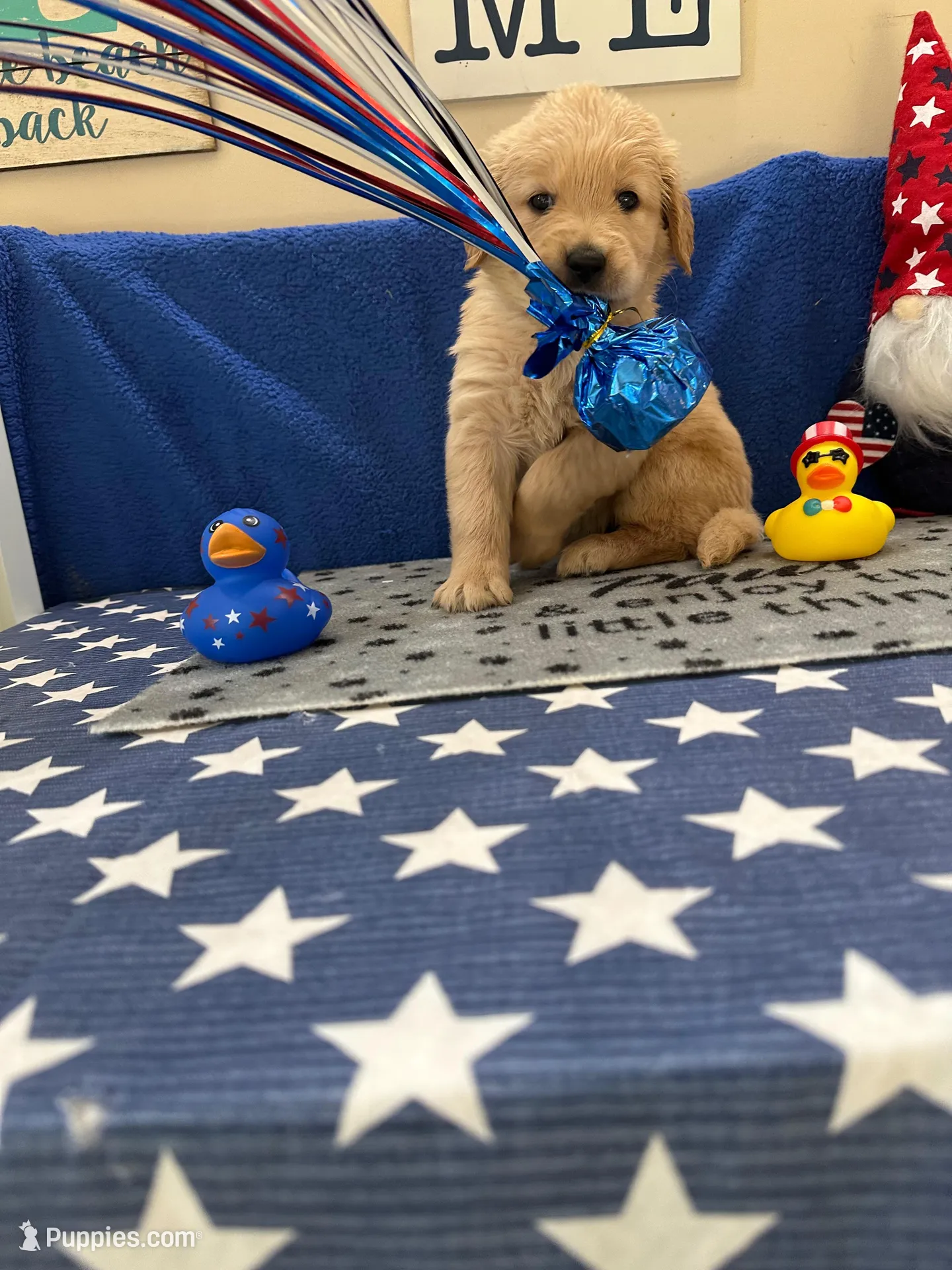 AKC Purple Girl, a female Golden Retriever for sale in Fort Wayne, IN – Photo 9 of 10