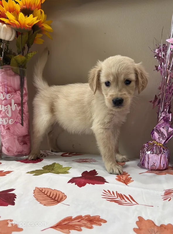 AKC Purple Girl  – Golden Retriever puppy for sale in Fort Wayne, IN