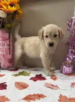 AKC Purple Girl , a female Golden Retriever for sale in Fort Wayne, IN – 3 of 10