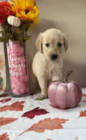 AKC Purple Girl , a female Golden Retriever for sale in Fort Wayne, IN – 2 of 10