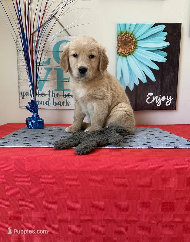 AKC Cyan Girl – Golden Retriever puppy for sale in Fort Wayne, IN