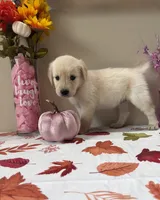 AKC Pink Girl, a female Golden Retriever for sale in Fort Wayne, IN – 3 of 10