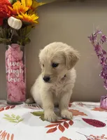 AKC Yellow Girl, a female Golden Retriever for sale in Fort Wayne, IN – 2 of 10