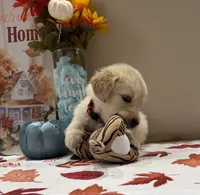 AKC Red Boy, a male Golden Retriever for sale in Fort Wayne, IN – 7 of 10