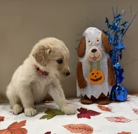 AKC Red Boy, a male Golden Retriever for sale in Fort Wayne, IN – 6 of 10