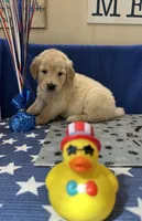 AKC Lime Girl, a female Golden Retriever for sale in Fort Wayne, IN – Photo 3 of 10