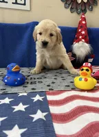AKC Lime Girl, a female Golden Retriever for sale in Fort Wayne, IN – Photo 4 of 10
