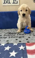 AKC Lime Girl, a female Golden Retriever for sale in Fort Wayne, IN – Photo 5 of 10