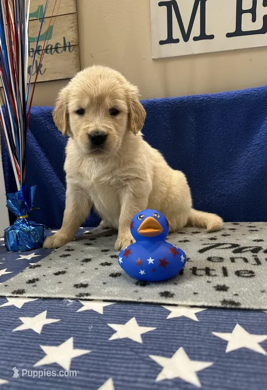 AKC Lime Girl – Golden Retriever puppy for sale in Fort Wayne, IN
