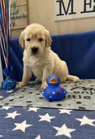 AKC Lime Girl, a female Golden Retriever for sale in Fort Wayne, IN – Photo 1 of 10