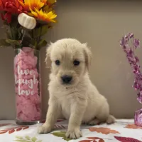 AKC Yellow Girl, a female Golden Retriever for sale in Fort Wayne, IN – 9 of 10