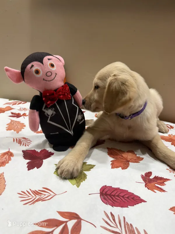 AKC Purple Girl  – Golden Retriever puppy for sale in Fort Wayne, IN
