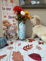 AKC Orange Boy, a male Golden Retriever for sale in Fort Wayne, IN – 4 of 10
