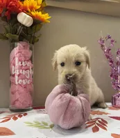 AKC Yellow Girl, a female Golden Retriever for sale in Fort Wayne, IN – 3 of 10