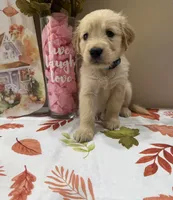 AKC Turquoise Girl, a female Golden Retriever for sale in Fort Wayne, IN – 6 of 10