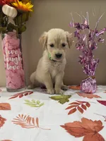 AKC Lime Girl, a female Golden Retriever for sale in Fort Wayne, IN – 7 of 10