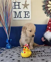 AKC Orange Boy, a male Golden Retriever for sale in Fort Wayne, IN – Photo 3 of 10
