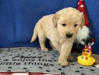 AKC Orange Boy, a male Golden Retriever for sale in Fort Wayne, IN – Photo 4 of 10