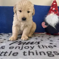 AKC Orange Boy, a male Golden Retriever for sale in Fort Wayne, IN – Photo 5 of 10