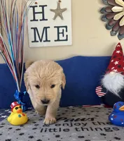 AKC Orange Boy, a male Golden Retriever for sale in Fort Wayne, IN – Photo 2 of 10