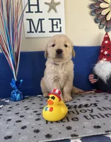 AKC Orange Boy, a male Golden Retriever for sale in Fort Wayne, IN – Photo 7 of 10