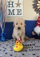 AKC Orange Boy, a male Golden Retriever for sale in Fort Wayne, IN – Photo 10 of 10