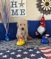 AKC Orange Boy, a male Golden Retriever for sale in Fort Wayne, IN – Photo 6 of 10