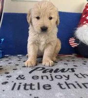 AKC Orange Boy, a male Golden Retriever for sale in Fort Wayne, IN – Photo 1 of 10