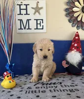 AKC Orange Boy, a male Golden Retriever for sale in Fort Wayne, IN – Photo 9 of 10