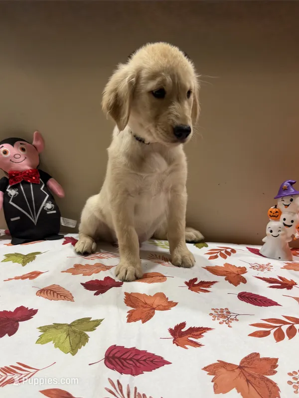 AKC Yellow Girl – Golden Retriever puppy for sale in Fort Wayne, IN