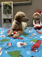 Purple Girl, a female Golden Retriever for sale in Fort Wayne, IN – Photo 2 of 10