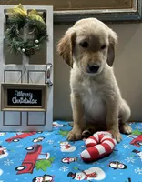 Purple Girl, a female Golden Retriever for sale in Fort Wayne, IN – Photo 6 of 10