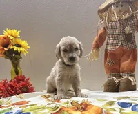 Purple Girl, a female Golden Retriever for sale in Fort Wayne, IN – Photo 8 of 10